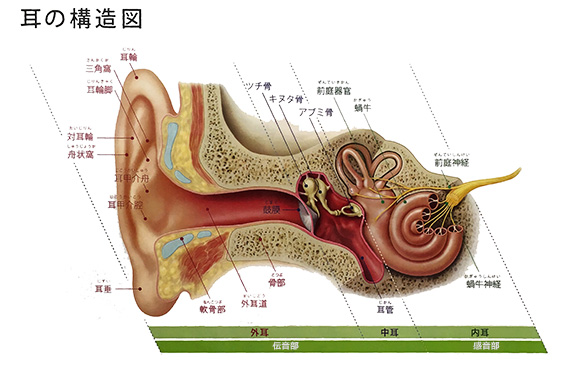 補聴器 両耳装用 メリット 難聴の原因