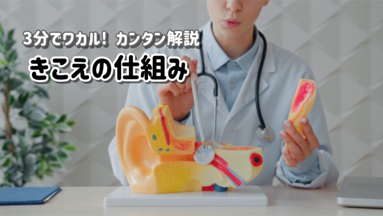 蝸牛 難聴の仕組み 解説